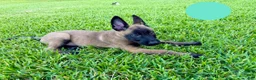 Belgian Malinois dogs for sale: Belgian Malinois 2 - Ad 3