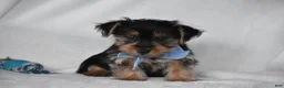 Yorkshire Terrier dogs for sale: Blake - Ad 6