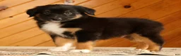 Australian Shepherd dogs for sale: Ben - Ad 2