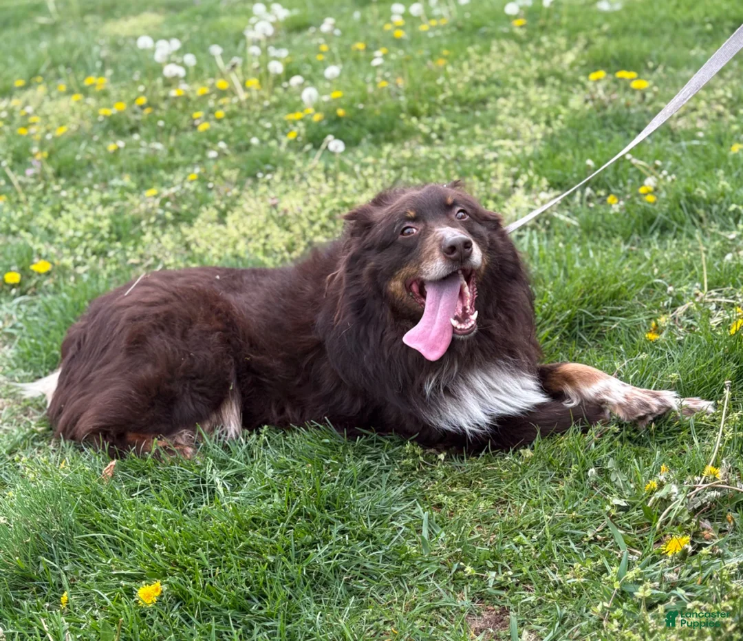 Australian Shepherd dogs for sale: River  - Ad 9
