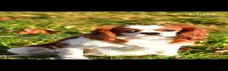 Mixed Breed dogs for sale: Serena - Ad 10