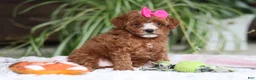 Cavapoo dogs for sale: Joy - Ad 5