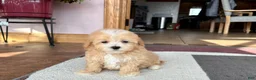 Maltipoo dogs for sale: Maltipoo Male Puppy 2 - Ad 4