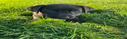 Labrador Retriever dogs for sale: Jasper - Ad 3