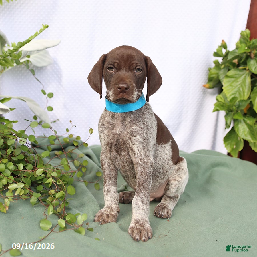 German Shorthaired Pointer dogs Max - Ad 1