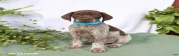 German Shorthaired Pointer dogs for sale: Max - Ad 1