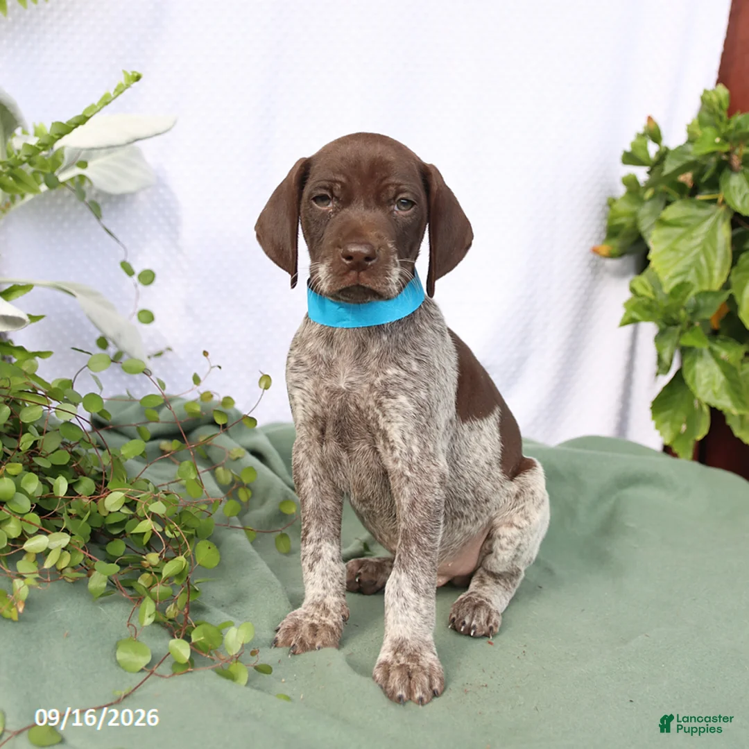 German Shorthaired Pointer dogs for sale: Max - Ad 1