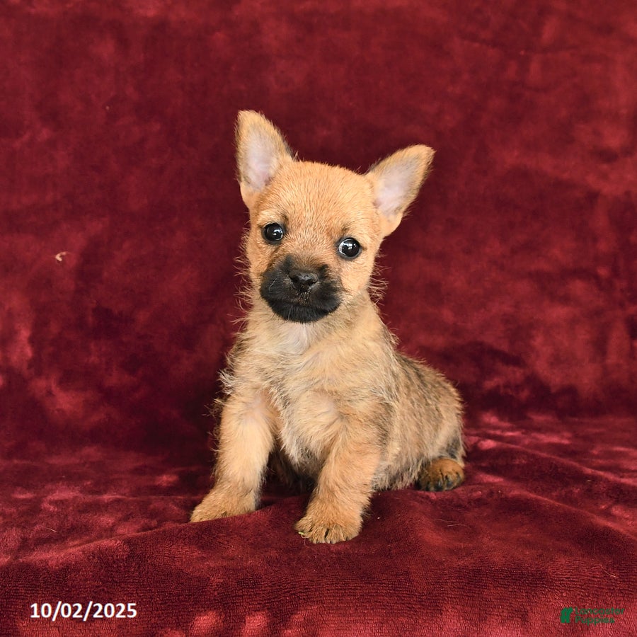 Cairn Terrier dogs Sky - Ad 9