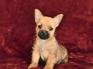 Cairn Terrier dogs Sky - Ad 4