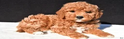 Mini Goldendoodle dogs for sale: Sophia - Ad 3