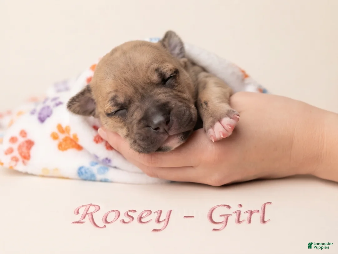 American Bully dogs for sale: Rosey - Ad 1