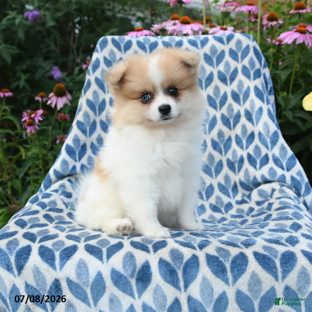 Pomeranian dogs for sale: Mercy - Ad 11
