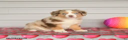 Mixed Breed dogs for sale: Kitkat - Ad 2