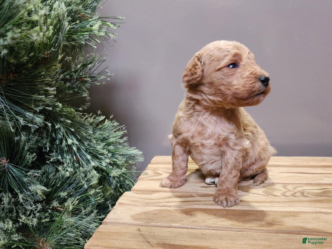 Mini Goldendoodle dogs for sale: Dover - Ad 6