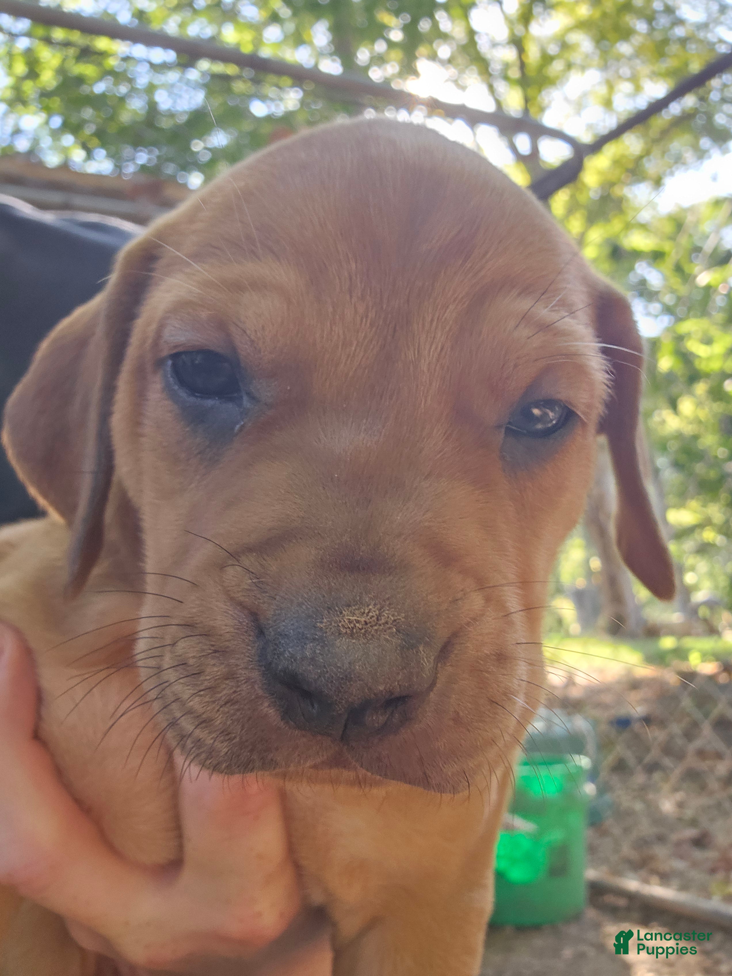 Dogs Redbone Coonhound Breeders Near Me Boone For Sale In Denver