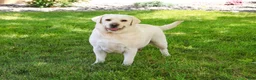 Labrador Retriever dogs for sale: Phineas - Ad 5