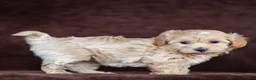 Maltipoo dogs for sale: Stella Maltipoo Puppy  - Ad 3