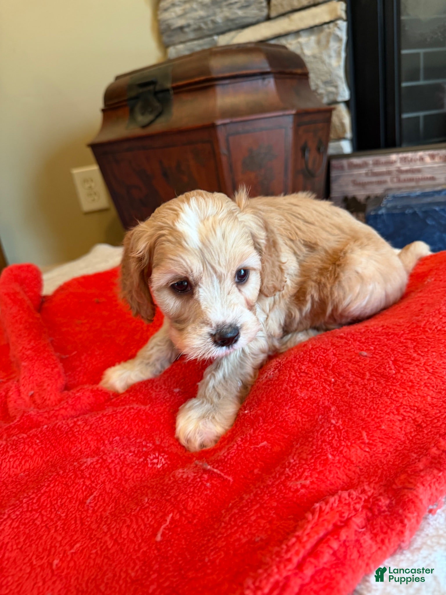 Cockapoo dogs Gino - Ad 1