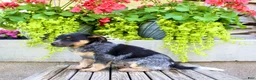 Australian Cattle Dog dogs for sale: Sandra - Ad 6