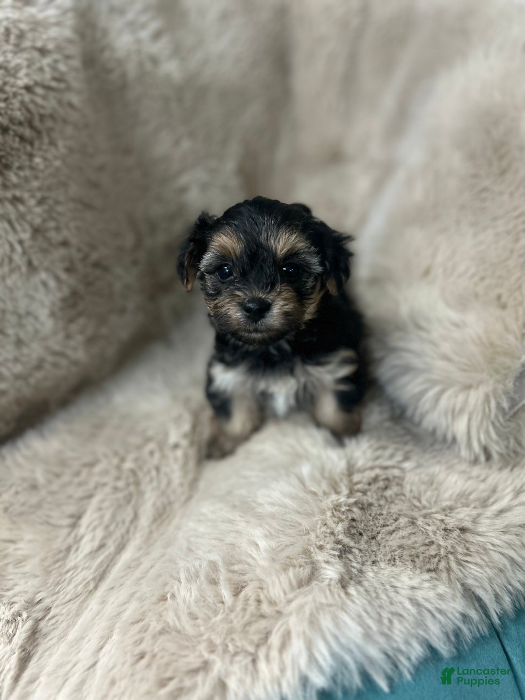 Morkie dogs for sale: Teddy - Ad 4