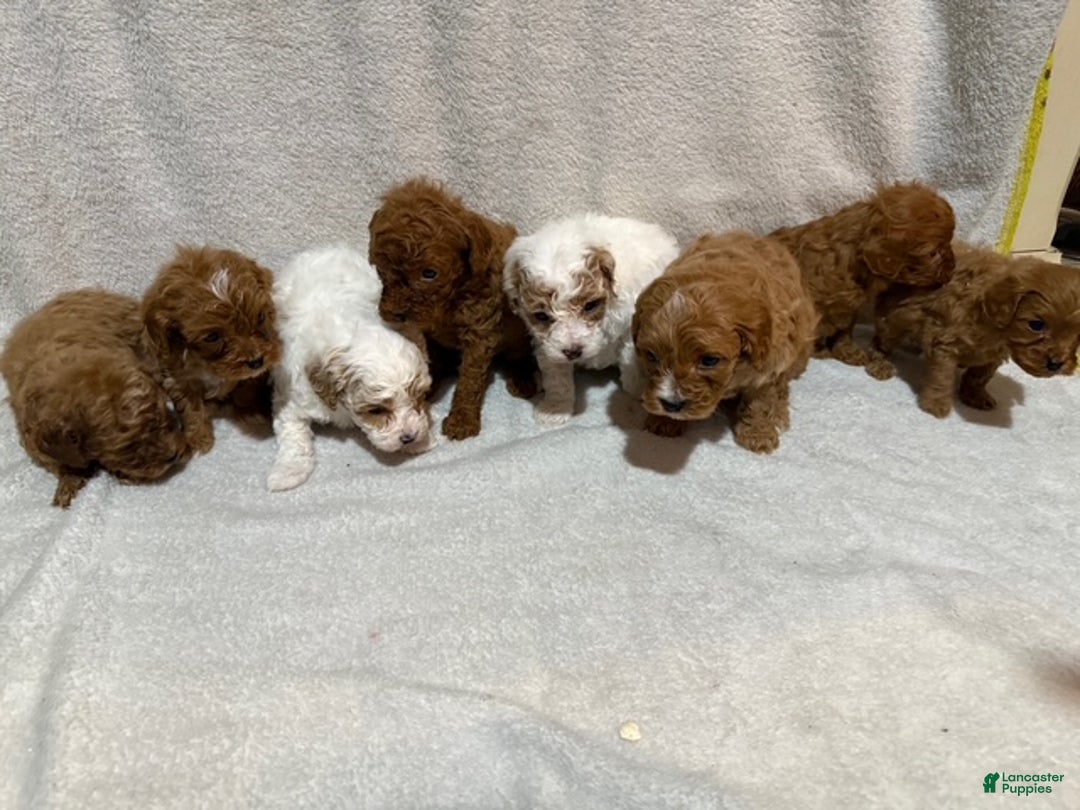 Cavapoo dogs for sale: Cavapoo Puppy 6 - Ad 7