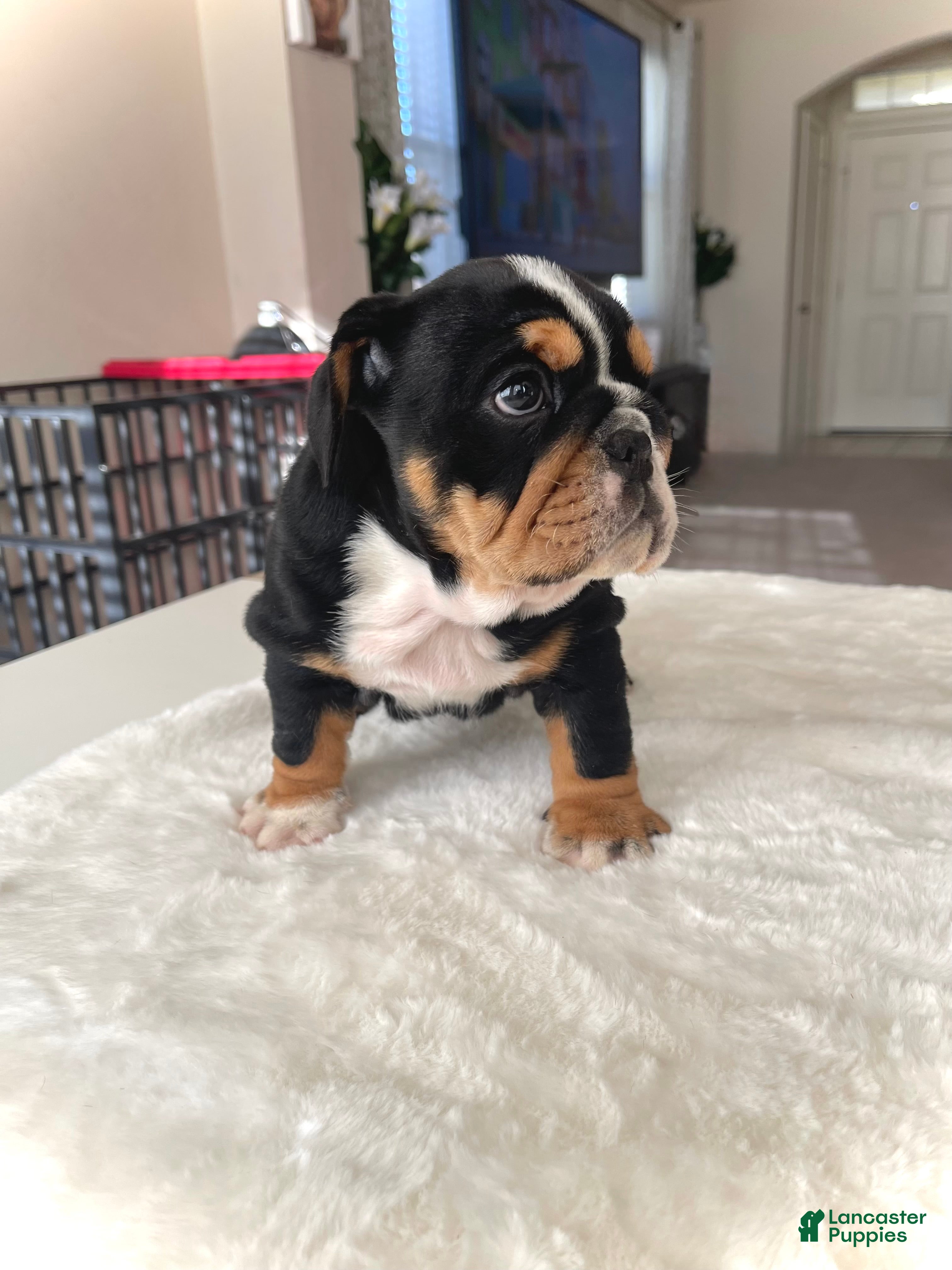 English Bulldog dogs for sale: English Bulldog Puppy 2 - Ad 2