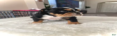 English Bulldog Puppy 2