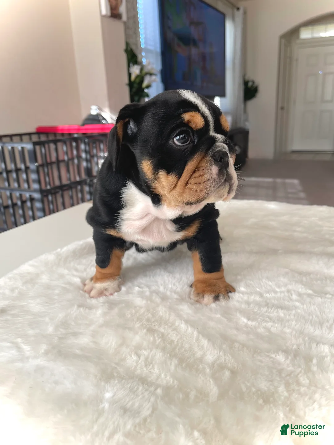 English Bulldog dogs for sale: English Bulldog Puppy 2 - Ad 1