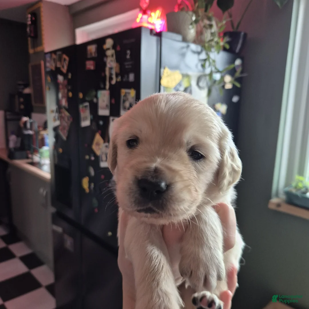 Golden Retriever dogs for sale: Golden Retriever Puppy 1 - Ad 1