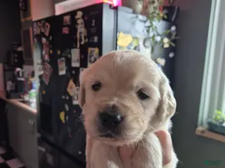 Golden Retriever dogs Golden Retriever Puppy 1 - Ad 10