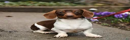 Miniature Dachshund dogs for sale: Bonnie - Ad 7