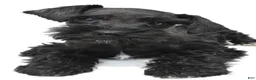 Schnoodle dogs for sale: Emma - Ad 7