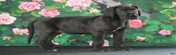 Great Dane dogs for sale: Lori - Ad 2