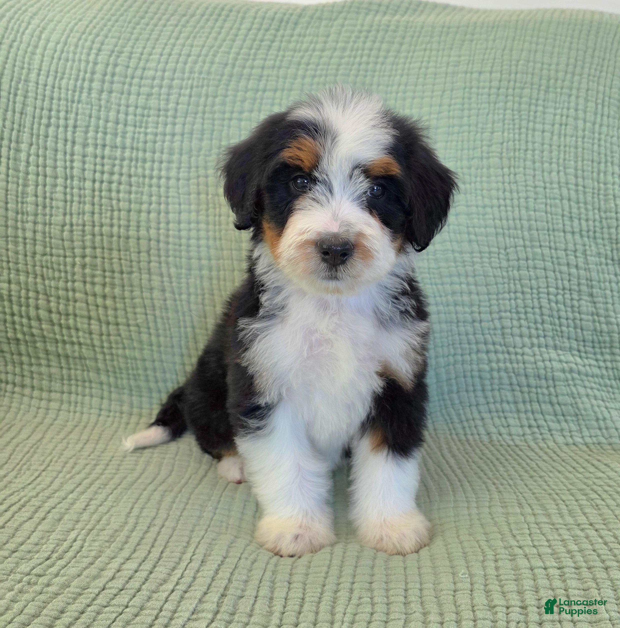 Bernedoodle dogs Abby - Ad 2
