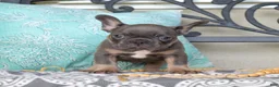 French Bulldog dogs for sale: Bruce  - Ad 1
