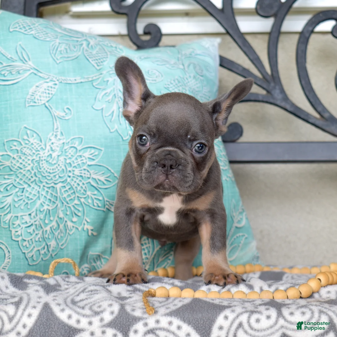 French Bulldog dogs for sale: Bruce  - Ad 1