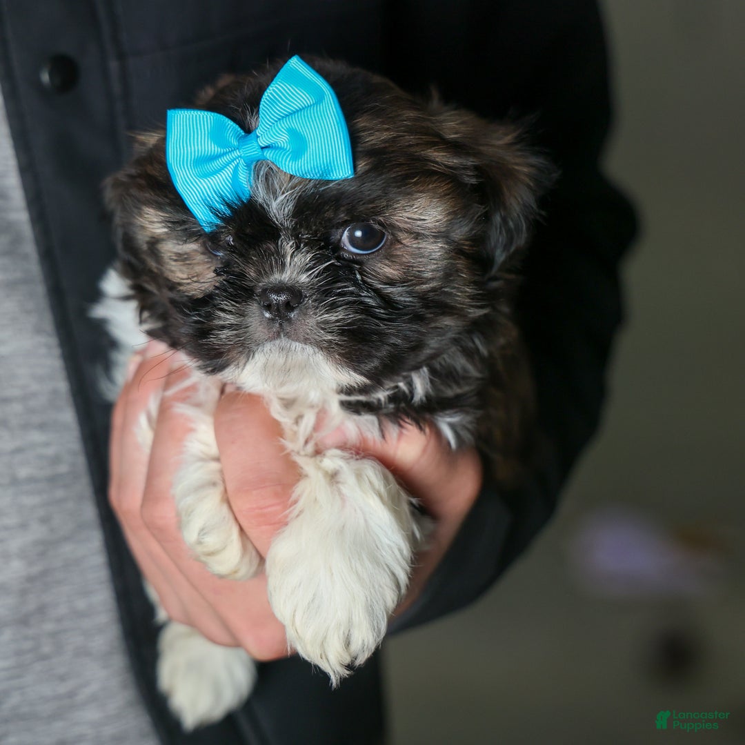 Shih Tzu dogs for sale: ROSCOE - Ad 2