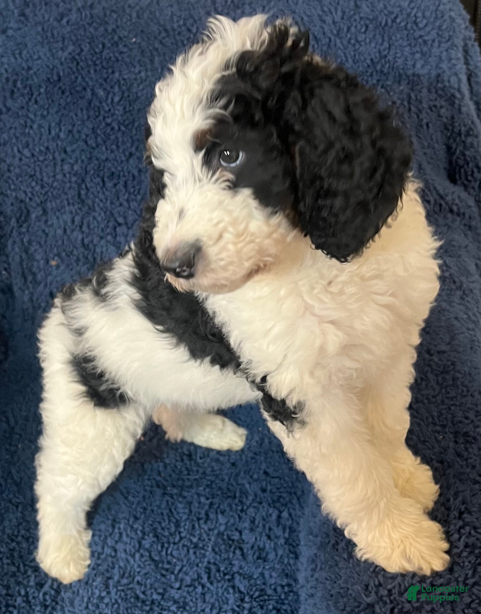 Bernedoodle dogs Rocky - Ad 8