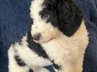 Bernedoodle dogs Rocky - Ad 39