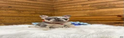 French Bulldog dogs for sale: Jace - Ad 10