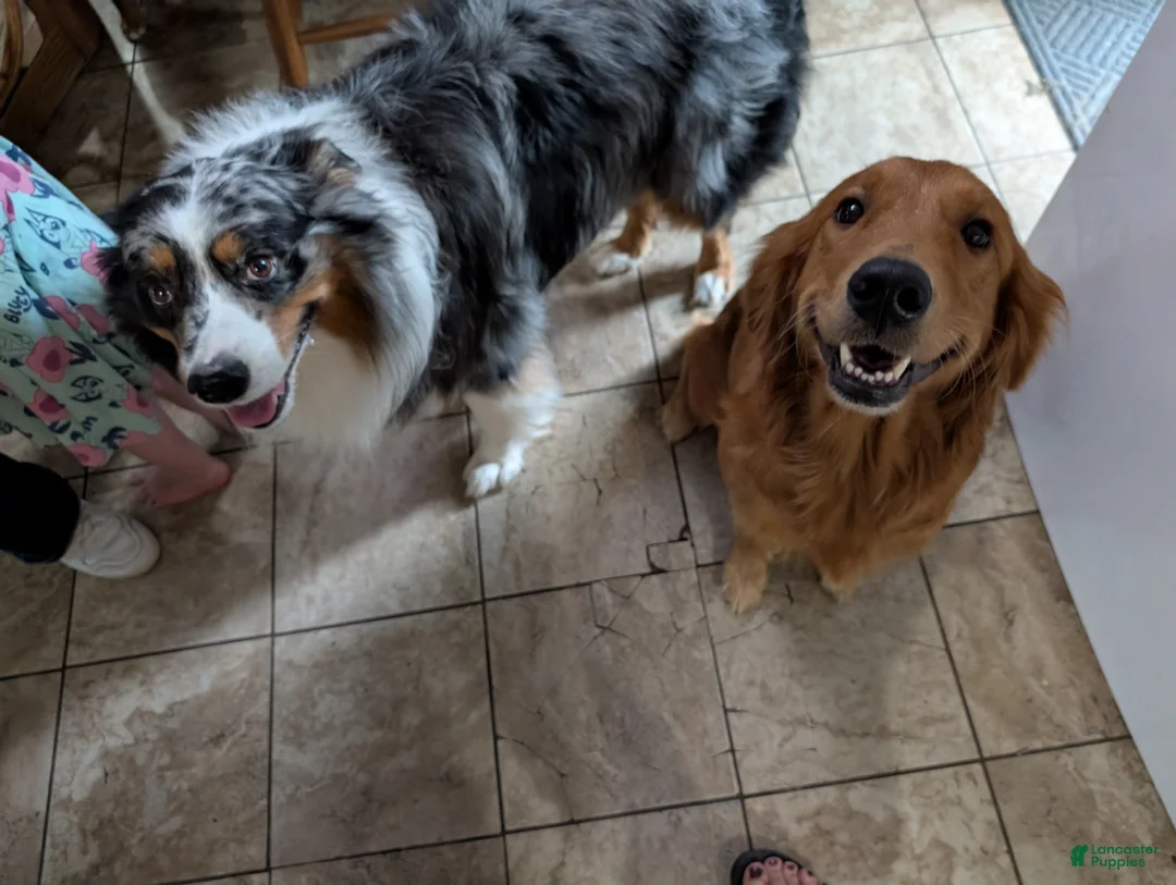 Mixed Breed dogs for sale: Golden Aussie  - Ad 2
