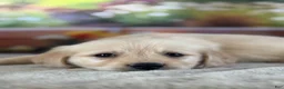 Golden Retriever dogs for sale:  Paul - Ad 5