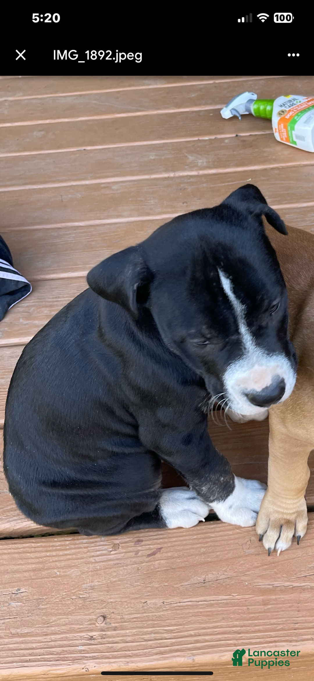 Mixed Breed dogs for sale: Mixed Breed Puppy 2 - Ad 3