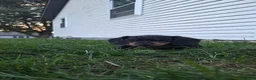 Miniature Dachshund dogs for sale: Hank - Ad 4