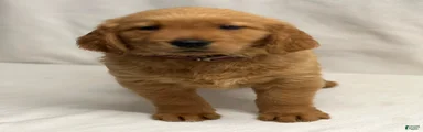 Golden Retriever 1