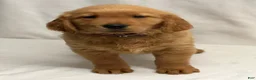 Golden Retriever dogs for sale: Golden Retriever 1 - Ad 1