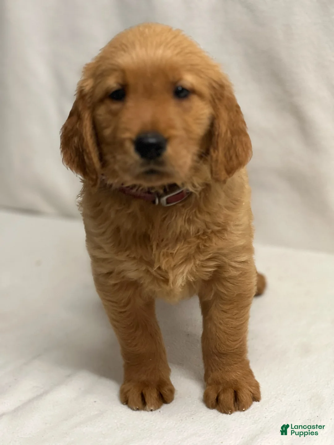 Golden Retriever dogs for sale: Golden Retriever 1 - Ad 1