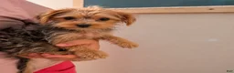 Yorkshire Terrier dogs for sale: Louis  - Ad 1