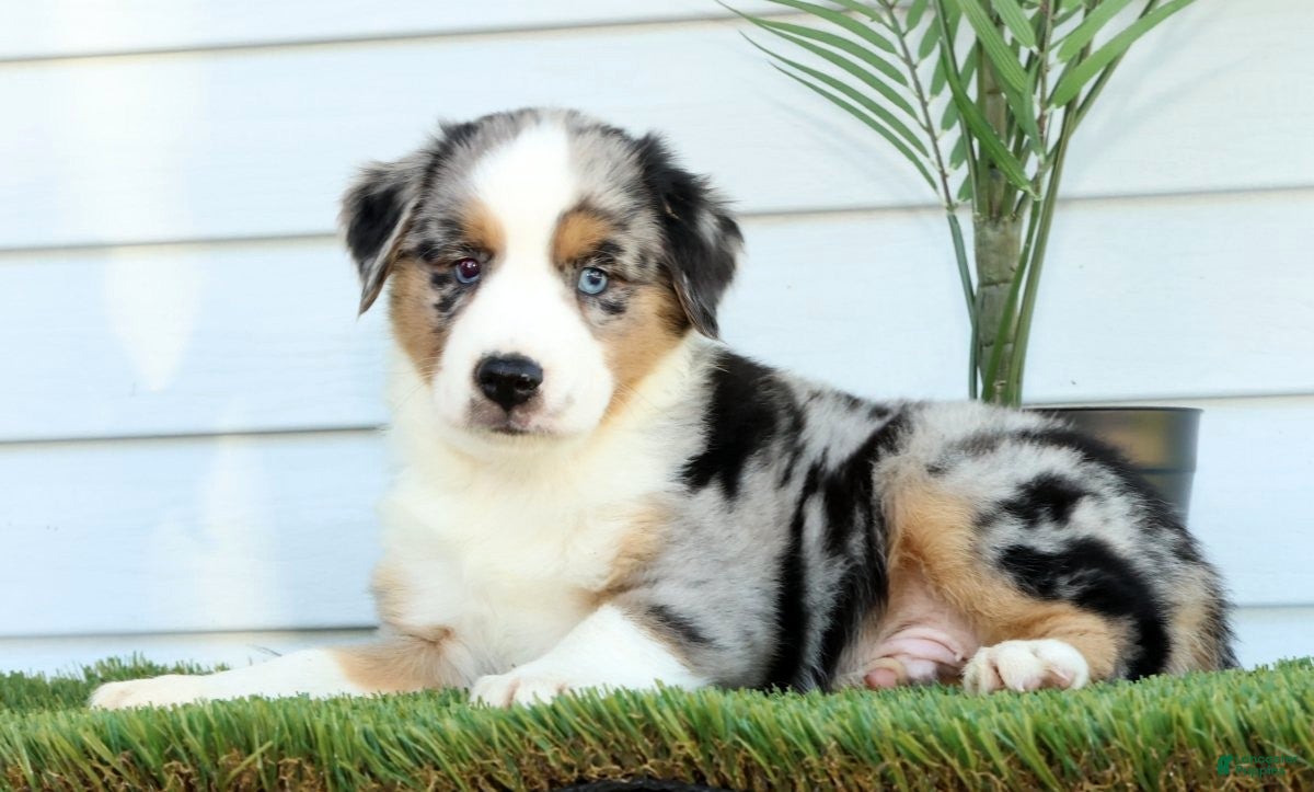 Miniature Australian Shepherd dogs for sale: Tucker - Ad 1