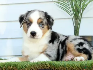 Miniature Australian Shepherd dogs for sale: Tucker - Ad 2